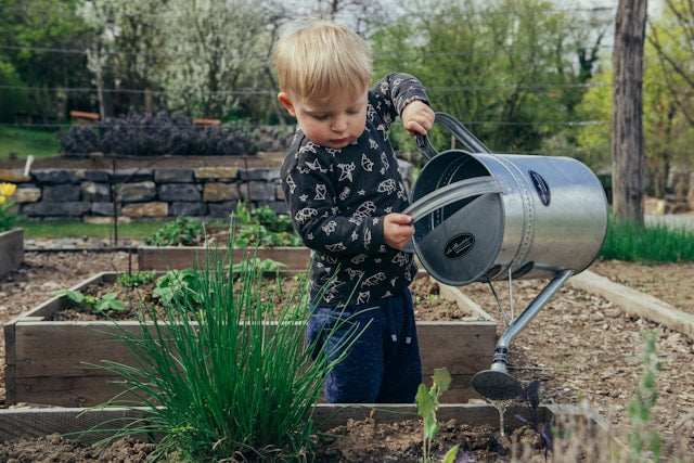 cute boy in long sleeve is watering his vegetable garden