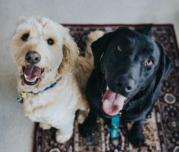 5 Reasons Why Pets Are Important for Our Mental Health