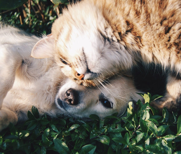 Pet Essentials: 7 Must-Have Items for a Happy, Healthy Pet