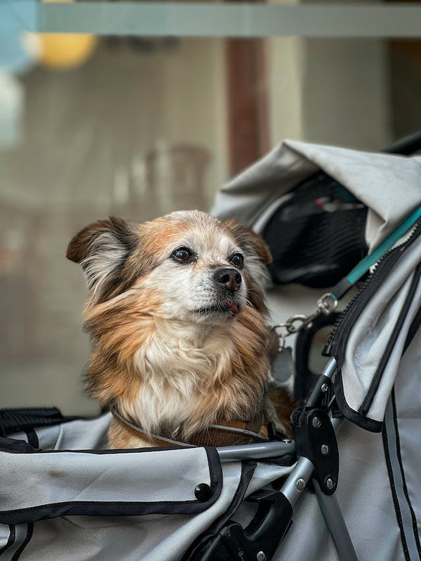 cute and fluffy doggo in a stroller